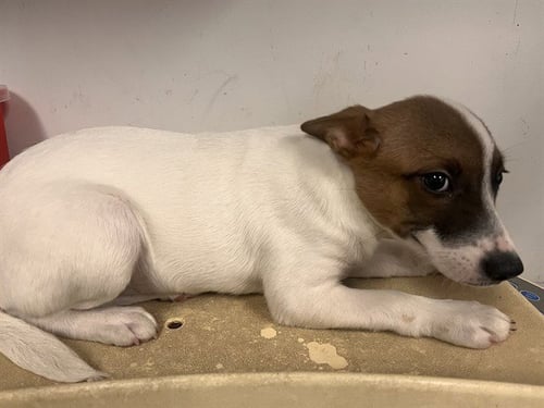 A165402 - Jack Russell Terrier (Parson Russell Terrier) available for adoption