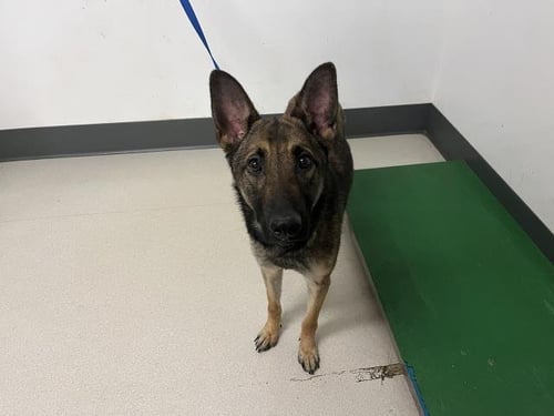 BRANDY - German Shepherd Dog available for adoption