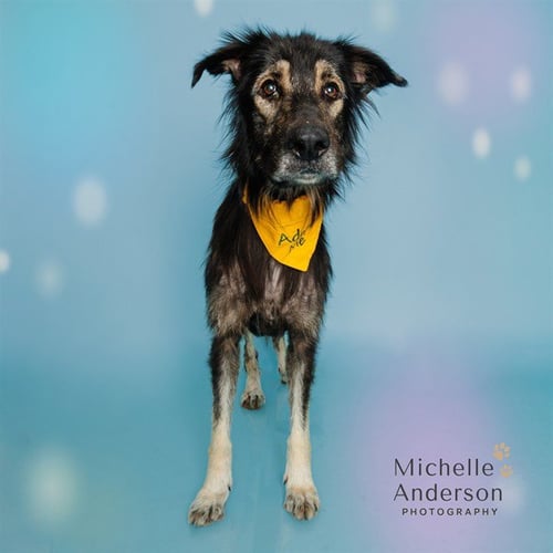 GOOSE - German Shepherd Dog for adoption in Corona
