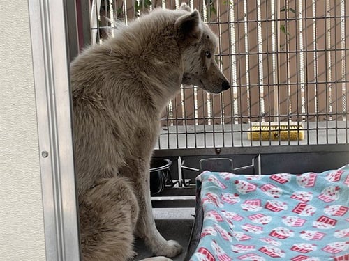 REMUS - Siberian Husky available for adoption