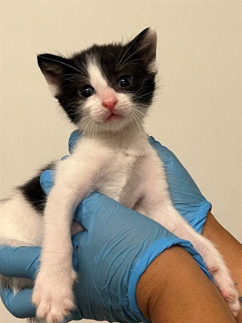 A164397 - Domestic Short Hair available for adoption