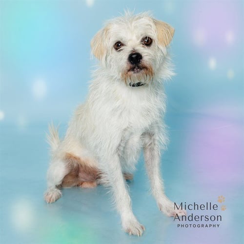 JAYCE - Terrier available for adoption