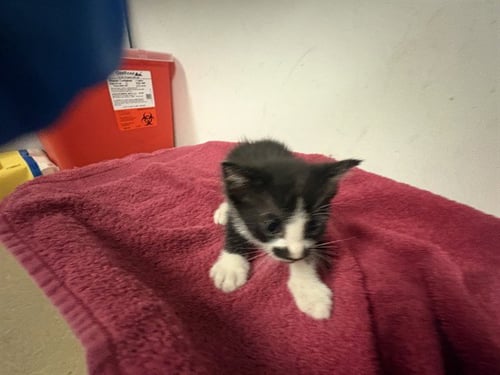 A164982 - Domestic Short Hair available for adoption
