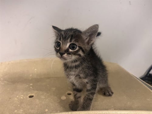 A165038 - Domestic Short Hair available for adoption