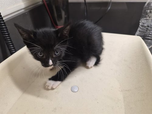 A164975 - Domestic Short Hair available for adoption