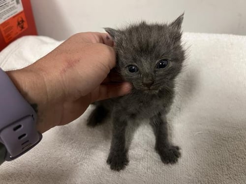A165317 - Domestic Short Hair available for adoption