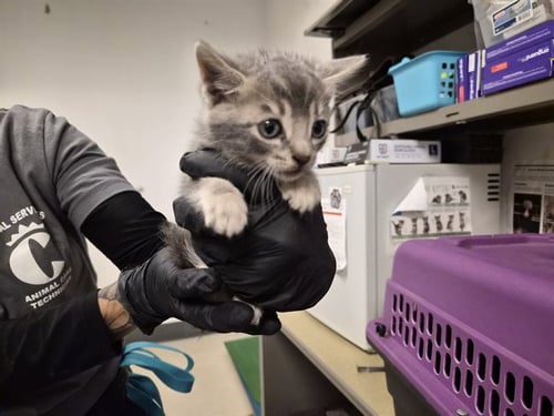 A163520 - Domestic Short Hair available for adoption