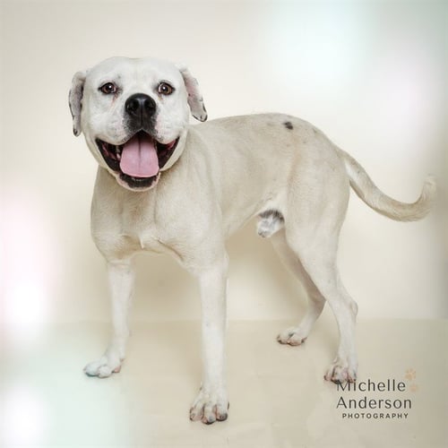 PETEY - Pit Bull Terrier available for adoption