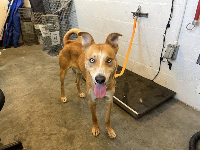 CARMELO - Siberian Husky / Australian Cattle Dog/Blue Heeler available for adoption