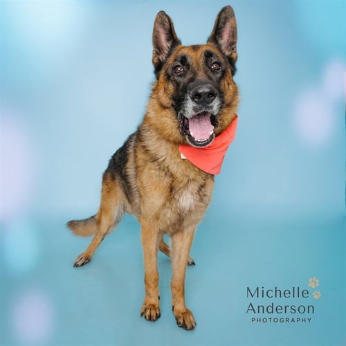 JACKSON - German Shepherd Dog available for adoption