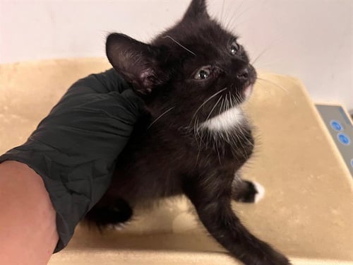 A163530 - Domestic Short Hair available for adoption