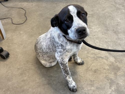 A163465 - Australian Cattle Dog/Blue Heeler available for adoption