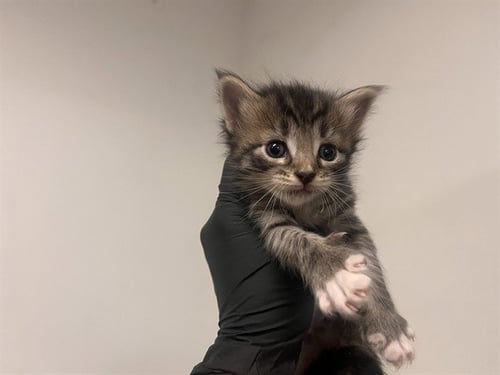 A163267 - Domestic Short Hair available for adoption