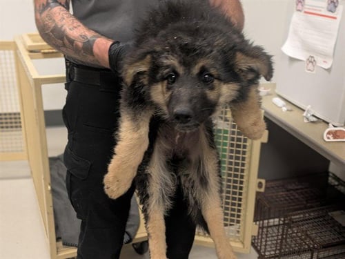 EEMA - German Shepherd Dog available for adoption