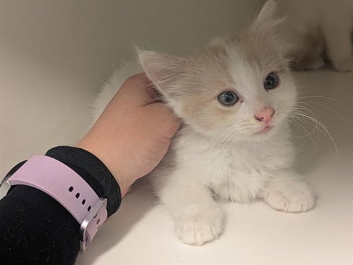 A163402 - Domestic Short Hair available for adoption