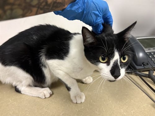 A165075 - Domestic Short Hair for adoption in Corona