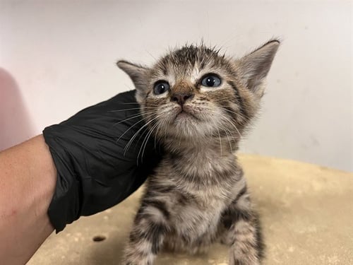 A165452 - Domestic Short Hair available for adoption