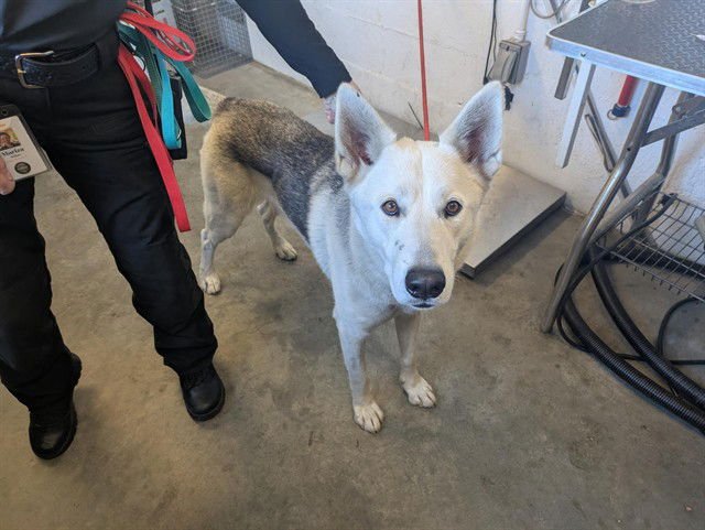 OAKLEY - German Shepherd Dog / Husky available for adoption