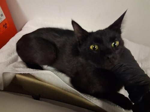 A163995 - Domestic Short Hair for adoption in Corona