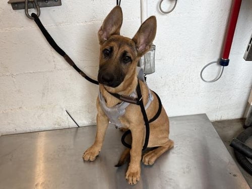 TRIXIE - German Shepherd Dog available for adoption