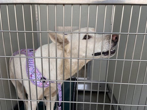 A165365 - German Shepherd Dog available for adoption