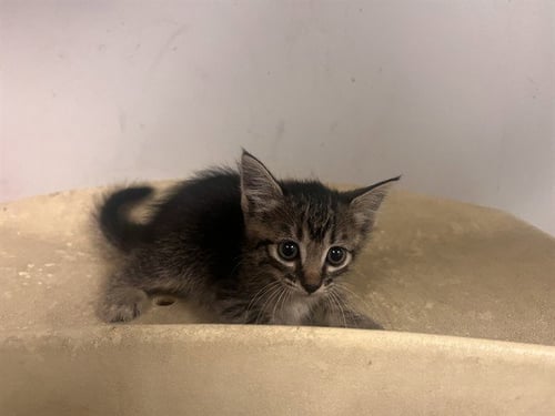 A165036 - Domestic Short Hair available for adoption