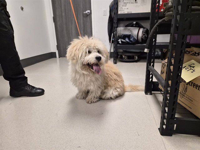 THE BEAR - Husky available for adoption