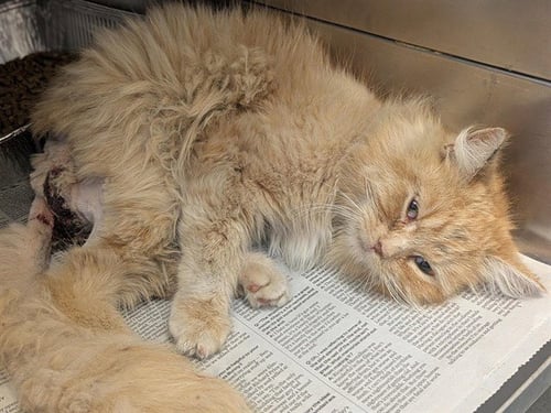 MAGGIE - Domestic Long Hair available for adoption