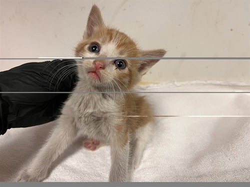 A165713 - Domestic Short Hair available for adoption