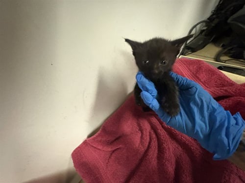 A164984 - Domestic Short Hair available for adoption