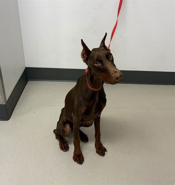 PHOENIX - Doberman Pinscher available for adoption