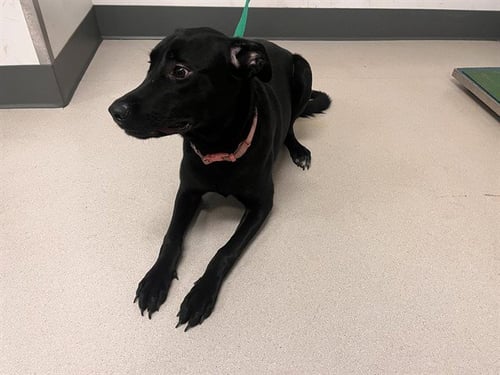 LILLY - Labrador Retriever available for adoption