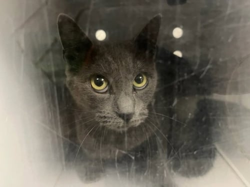 A165376 - Domestic Short Hair available for adoption