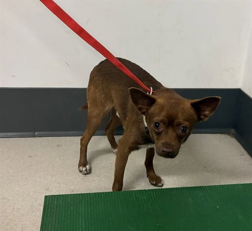 A164897 - Chihuahua available for adoption