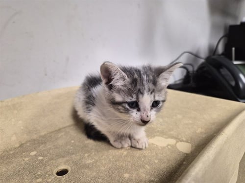 A165831 - Domestic Short Hair available for adoption