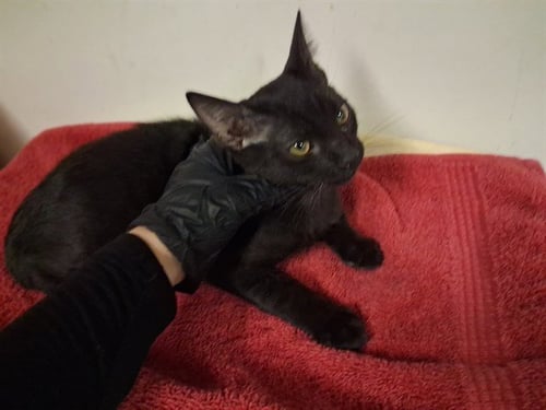 A165001 - Domestic Short Hair available for adoption