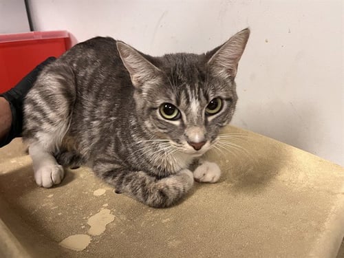 A164520 - Domestic Short Hair available for adoption