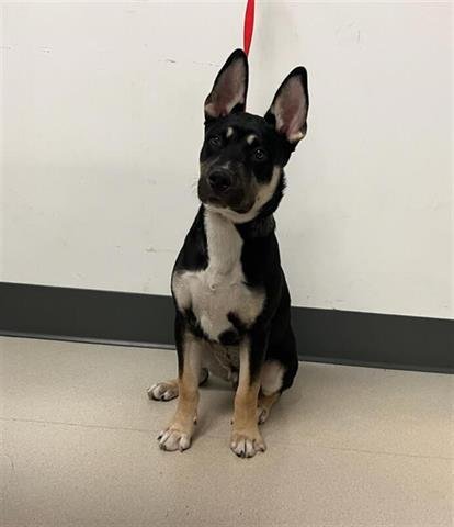 DEKKER - German Shepherd Dog / Pit Bull Terrier available for adoption