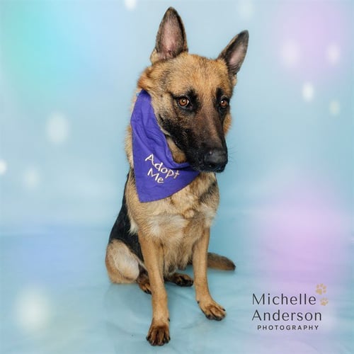 BUTTERCUP - German Shepherd Dog available for adoption
