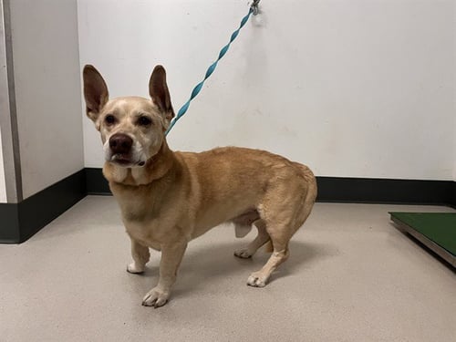 BUDDY - Pembroke Welsh Corgi / Chihuahua available for adoption