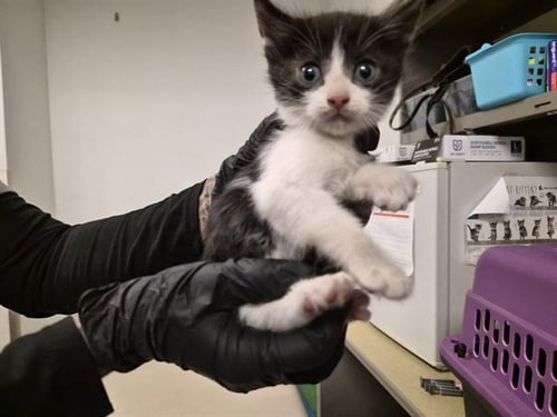 A163517 - Domestic Short Hair available for adoption