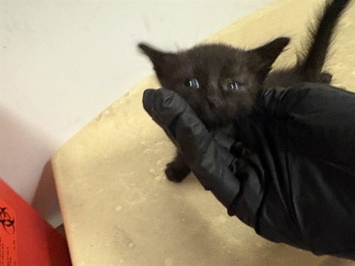 A163498 - Domestic Short Hair for adoption in Irvine