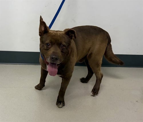 PADDINGTON - Staffordshire Bull Terrier available for adoption