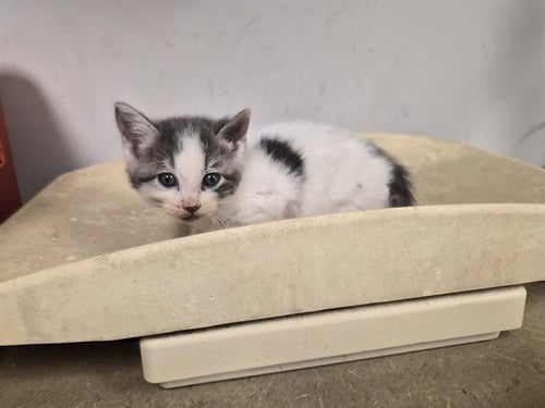 A165830 - Domestic Short Hair available for adoption