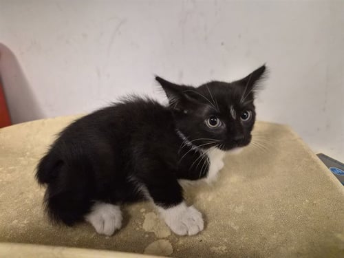 A165403 - Domestic Short Hair available for adoption