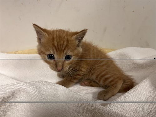 A165715 - Domestic Short Hair available for adoption