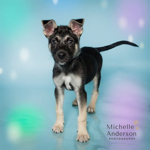 JOSH - German Shepherd Dog available for adoption