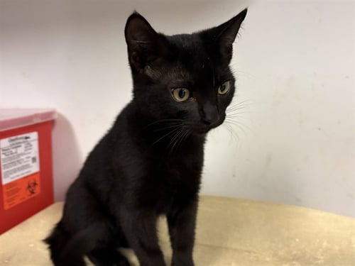 A165445 - Domestic Short Hair available for adoption