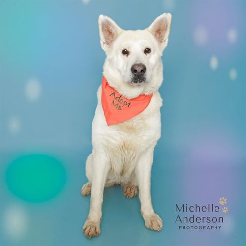 ALASKA - German Shepherd Dog / Husky for adoption in Corona