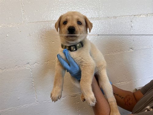 A164564 - German Shepherd Dog available for adoption